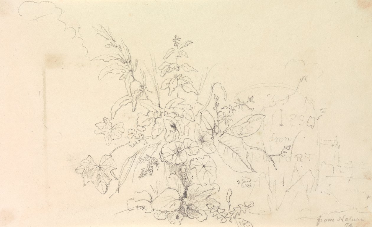 Schizzo di Piante e una Pietra Miliare dalla Natura, 3 Giugno 1826 da Capt. Thomas Hastings