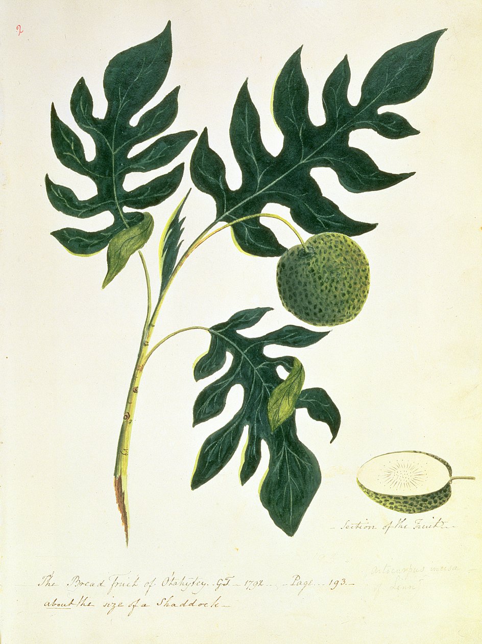 Il frutto del pane di Otahytey, 1792 da Captain George Tobin