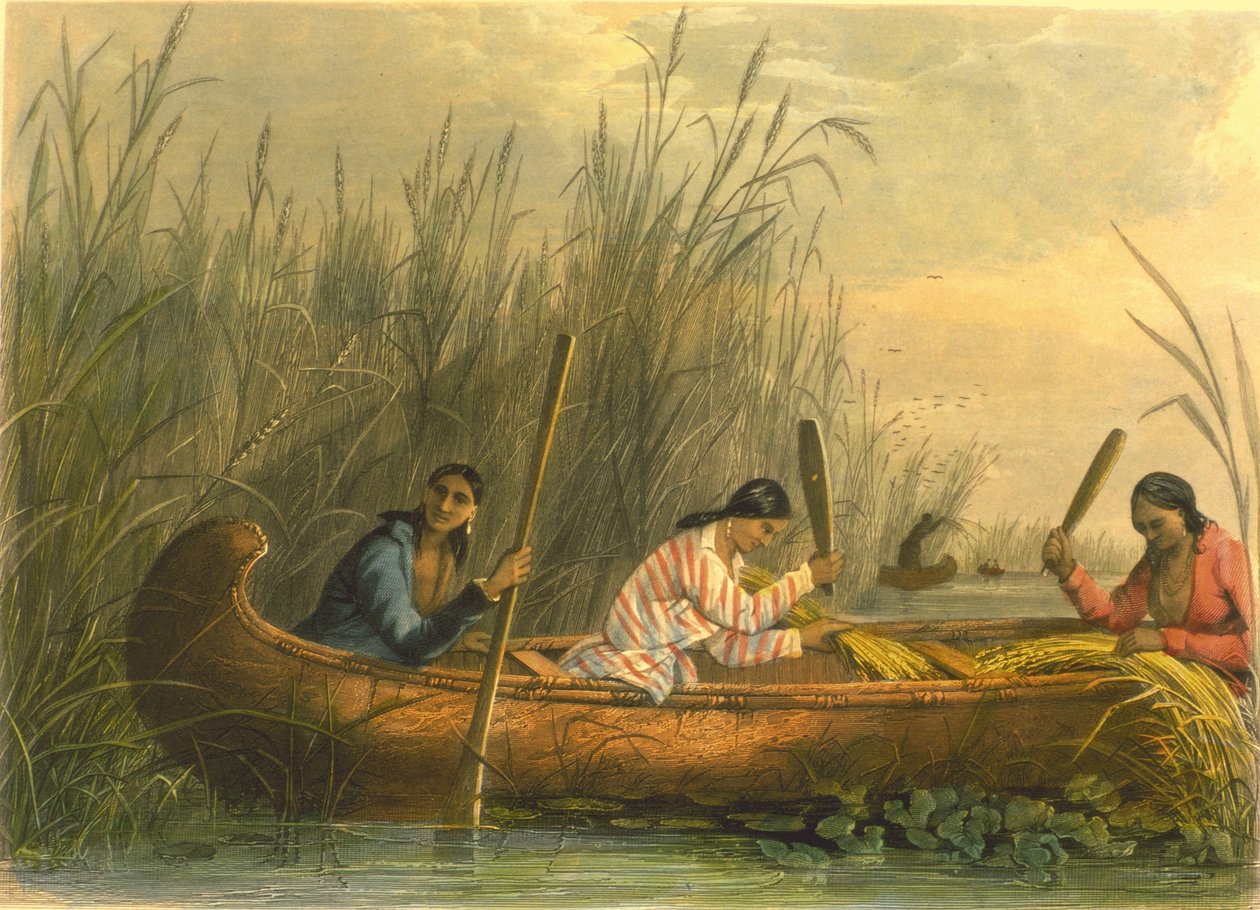 Raccolta di riso selvatico, 1853 da Captain Seth Eastman