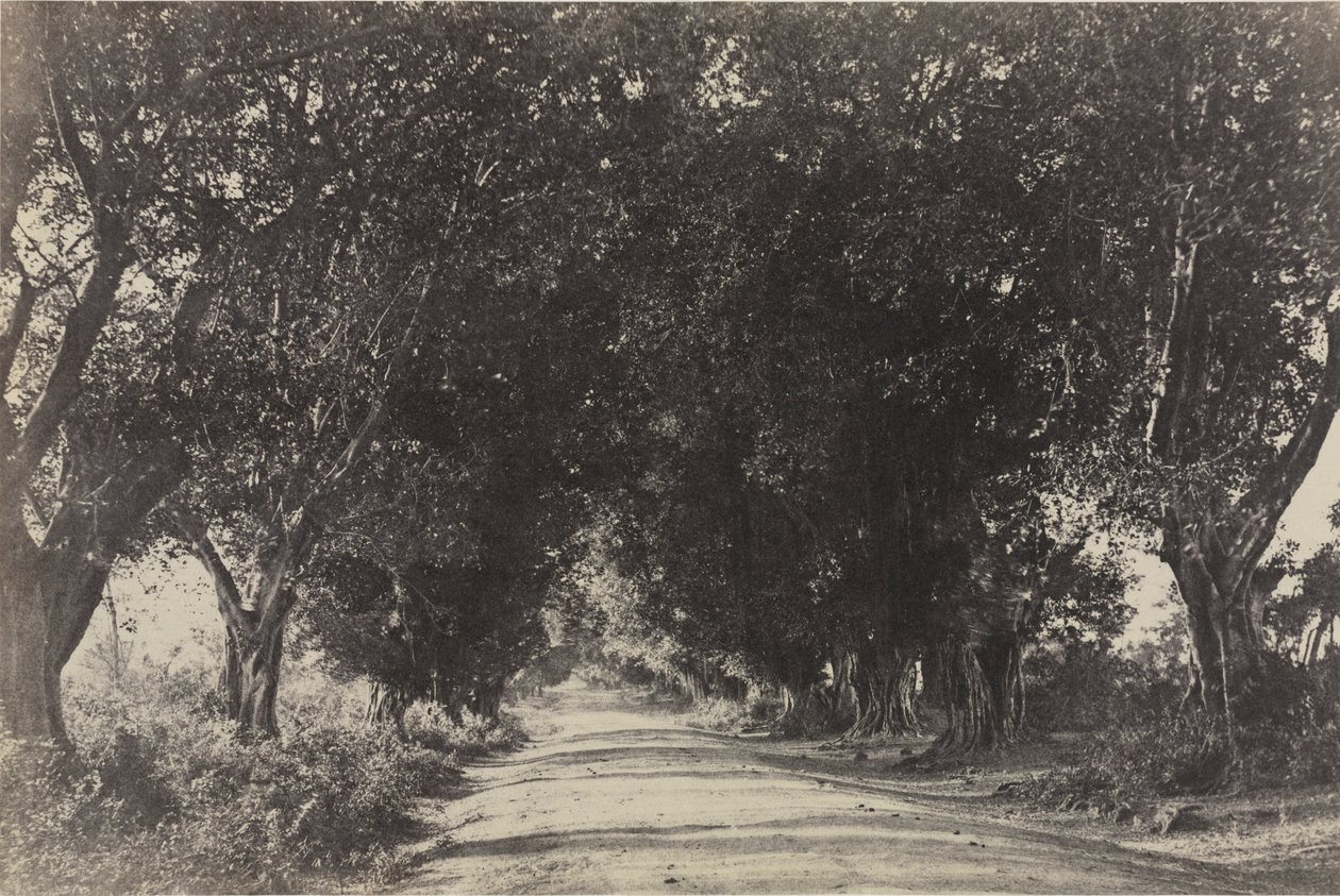 Viale degli alberi di Banian, Seringham, India da Captain Linnaeus Tripe