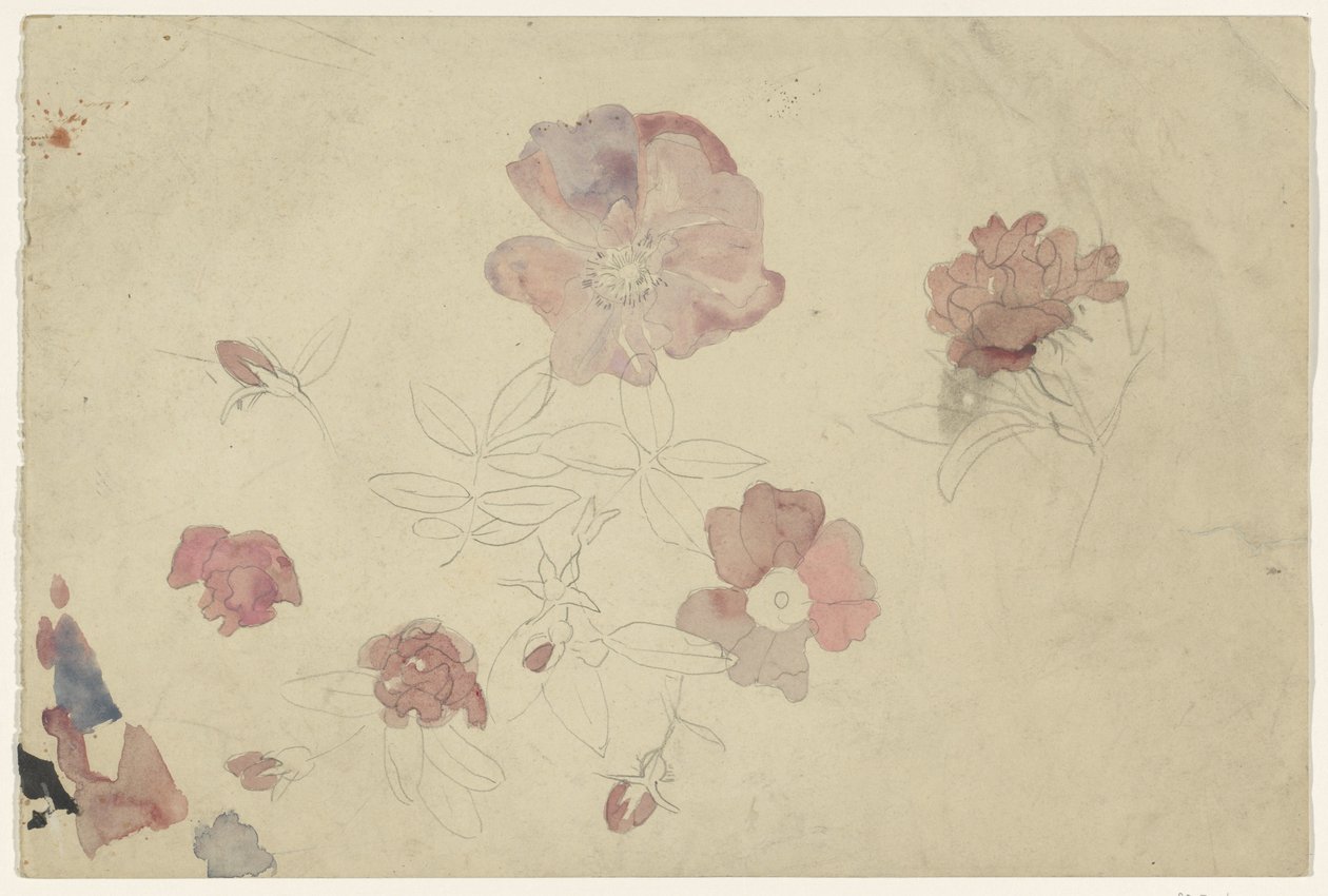Studi di fiori in viola e rosa da Carel Adolph Lion Cachet
