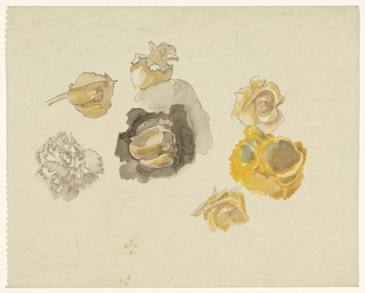 Studi di fiori gialli da Carel Adolph Lion Cachet