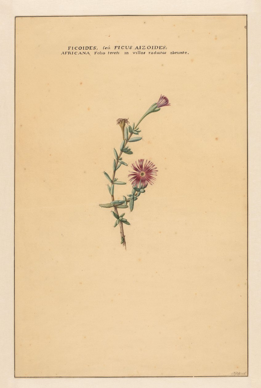 Ficoides seu Ficus aizoides da Carel Borchaert Voet