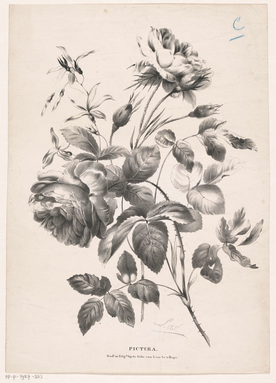 Due rose (Pictura) da Carel Christiaan Antony Last