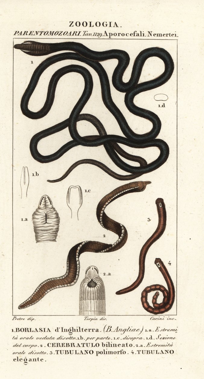 Vermi a nastro, Lineus longissimus, Borlasia angliae, verme proboscide, Cerebratulus bilineatus, Tubulanus polimorphus, Tubulanus elegans da Carini Carini