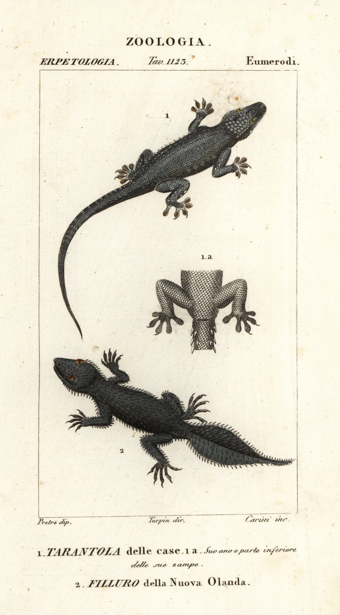 Geco domestico, Hemidactylus frenatus 1, e geco a coda larga, Phyllurus platurus 2 da Carini Carini