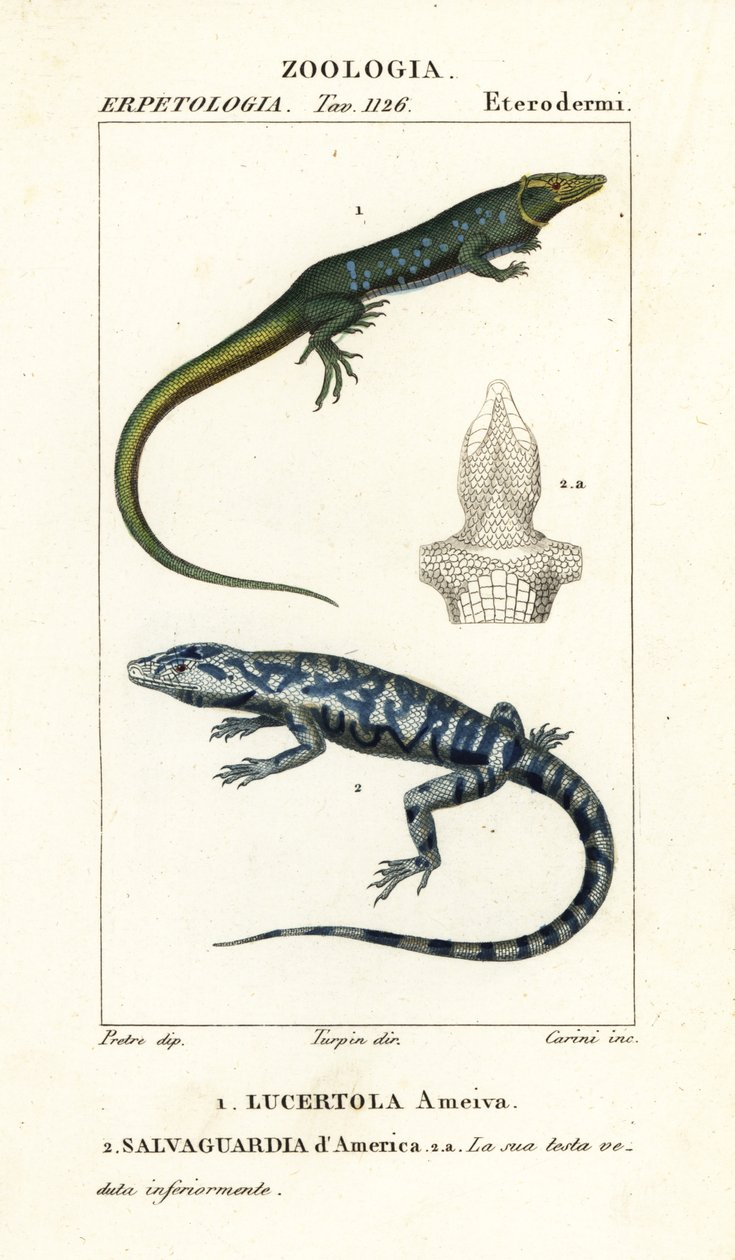 Corridore della giungla, Ameiva ameiva, e tegu dorato, Tupinambis teguixin da Carini Carini