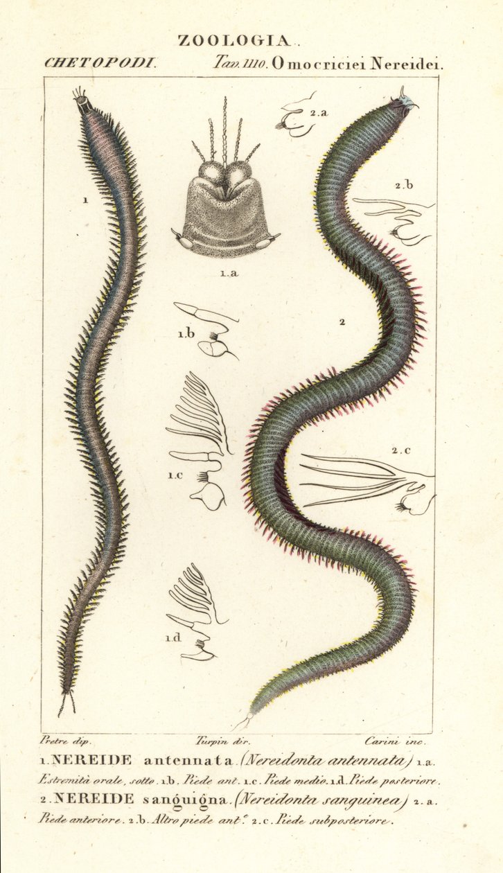 Leodice antennata, Nereidonta antennata 1, e Eunice sanguinea, Nereidonta sanguinea 2 da Carini Carini