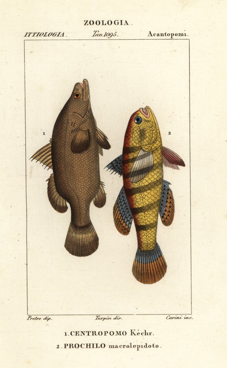 Persico del Nilo, Lates niloticus, e pesce dormiente o ghiozzo, Ophiocara macrolepidota da Carini Carini