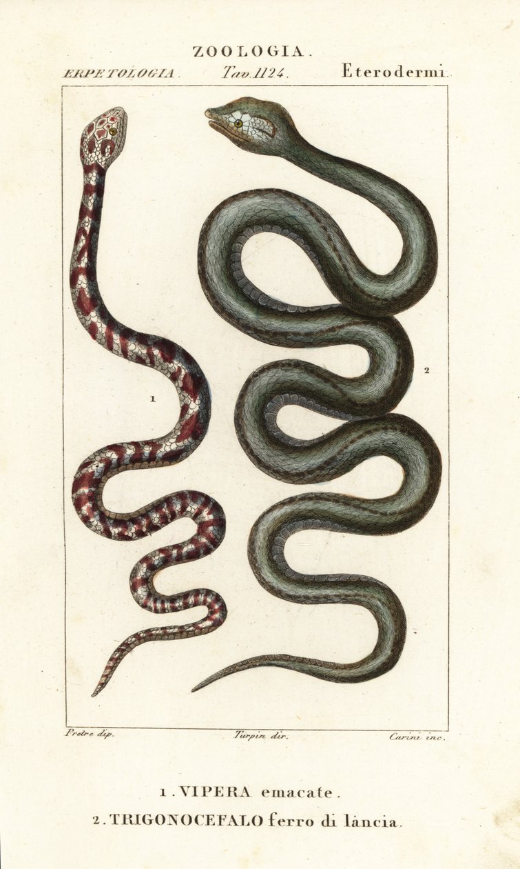 Cobra sputatore dal collo ad anello, Hemachatus haemachatus, e serpente lancia di Martinica, Bothrops lanceolatus da Carini Carini