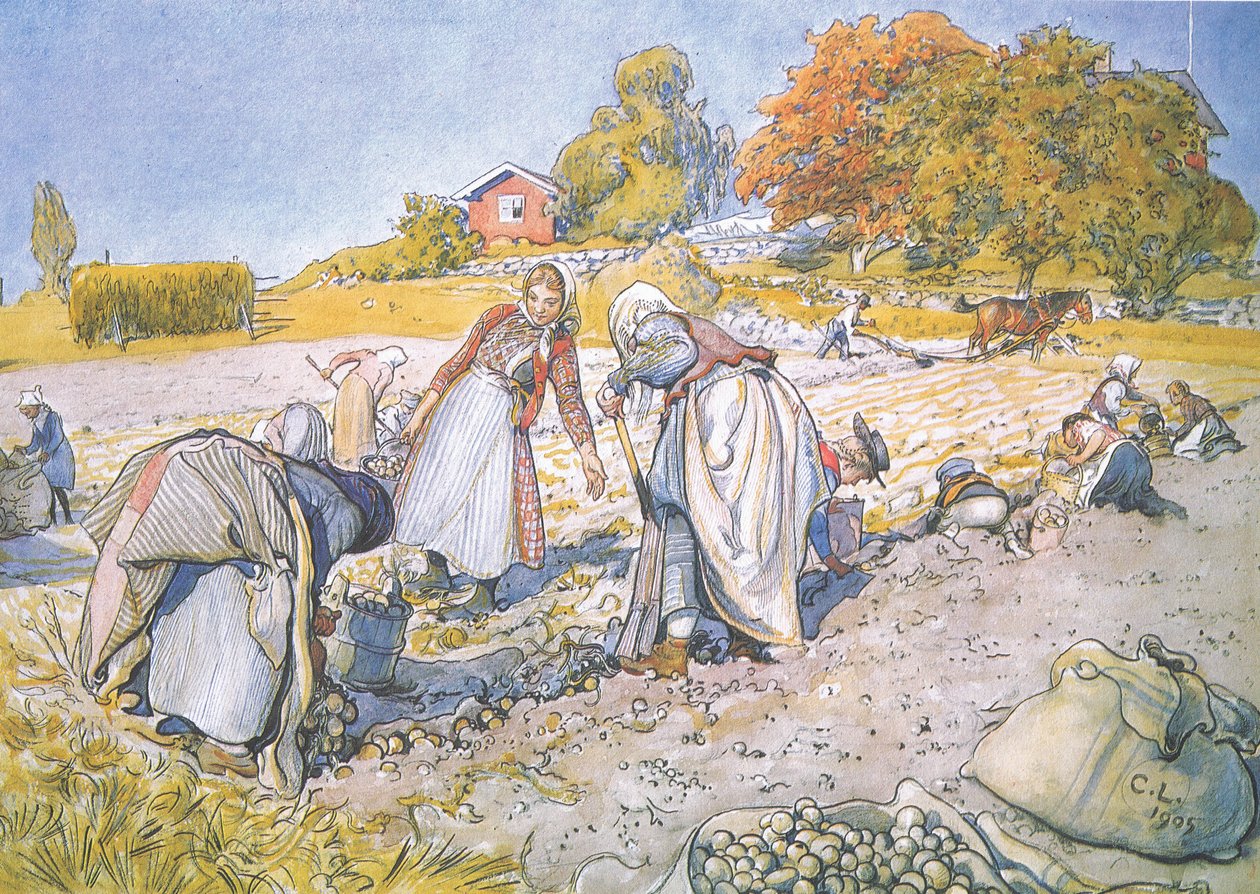 I bambini riempivano i secchi e i cesti di patate da Carl Larsson