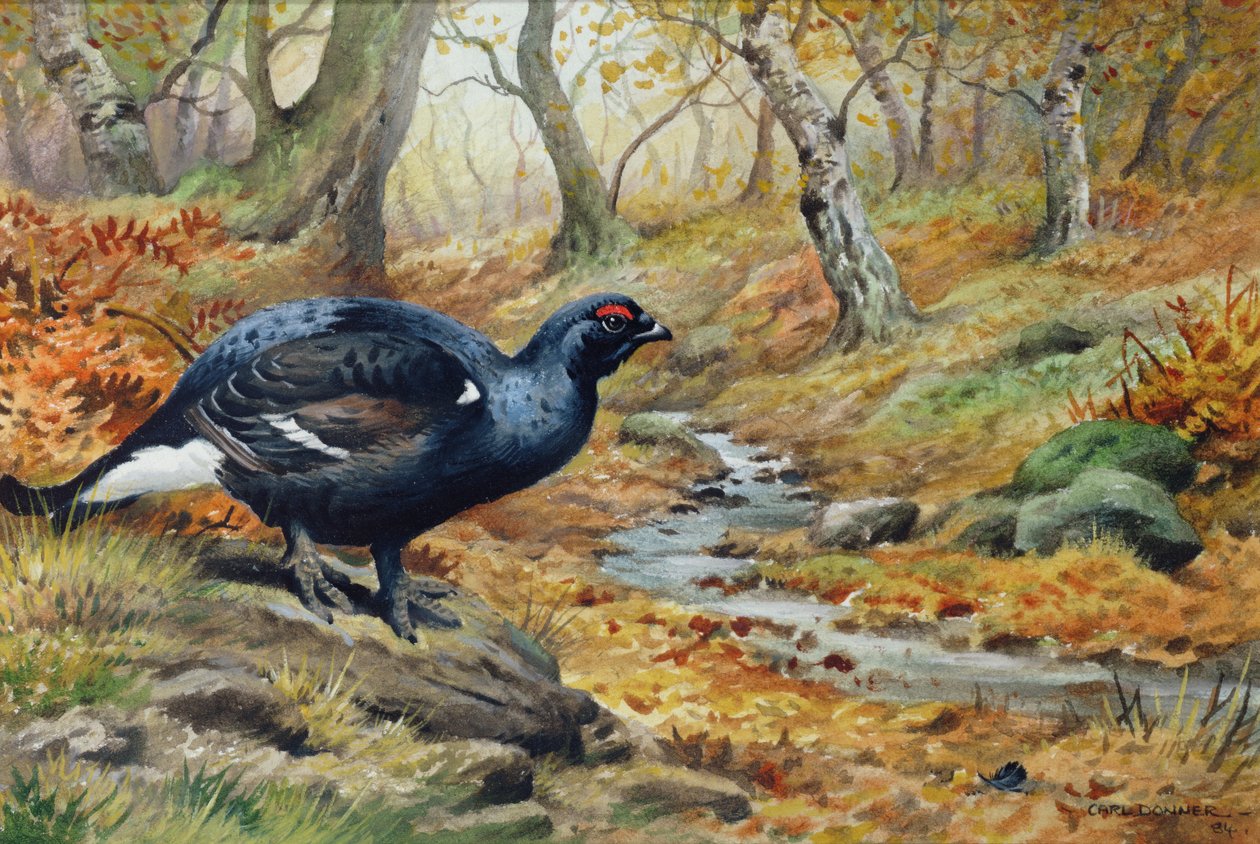 Gallo cedrone vicino a un ruscello da Carl Donner