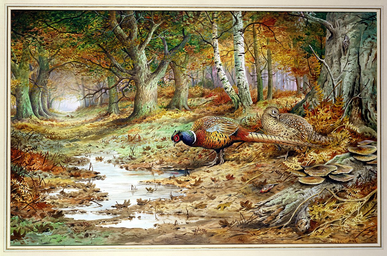 Fagiano maschio e funghi di zolfo da Carl Donner