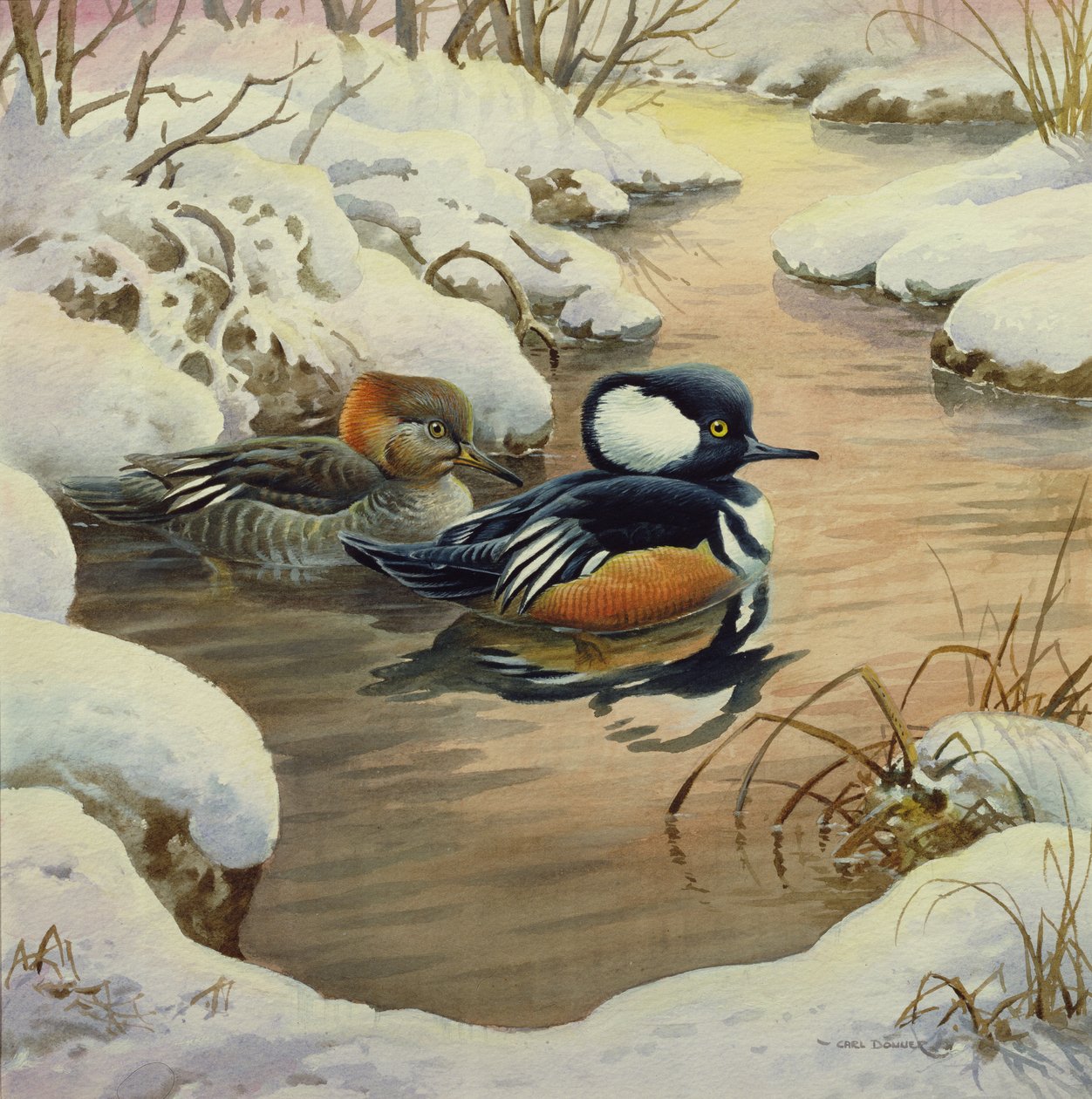 Smerghi cappuccini in una piscina da Carl Donner