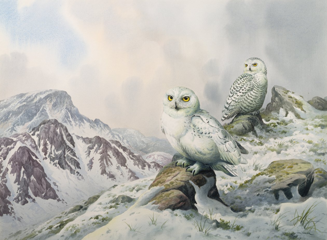 Coppia di gufi delle nevi nelle montagne innevate, Australia da Carl Donner