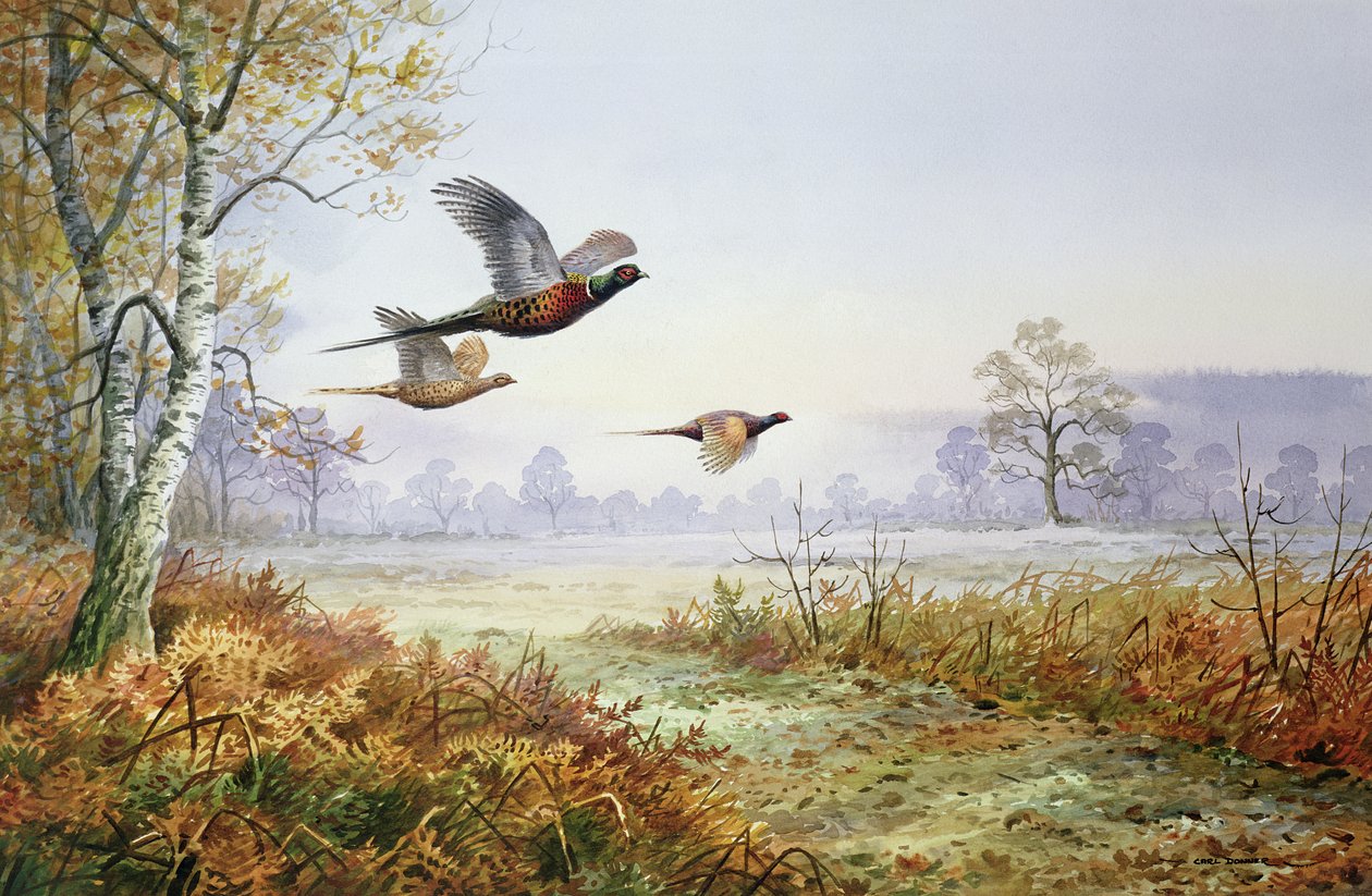 Fagiani in volo da Carl Donner