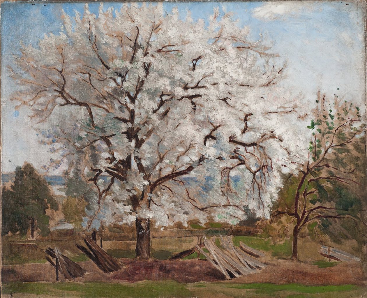 Melo in fiore da Carl Fredrik Hill