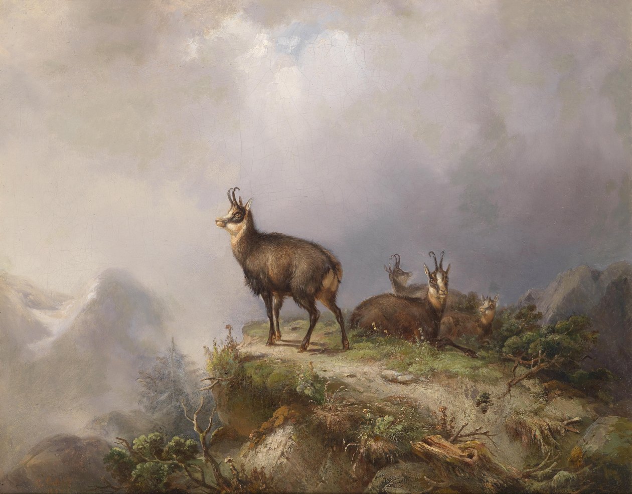Carl Ockert Camoscio da Carl Friedrich Ockert