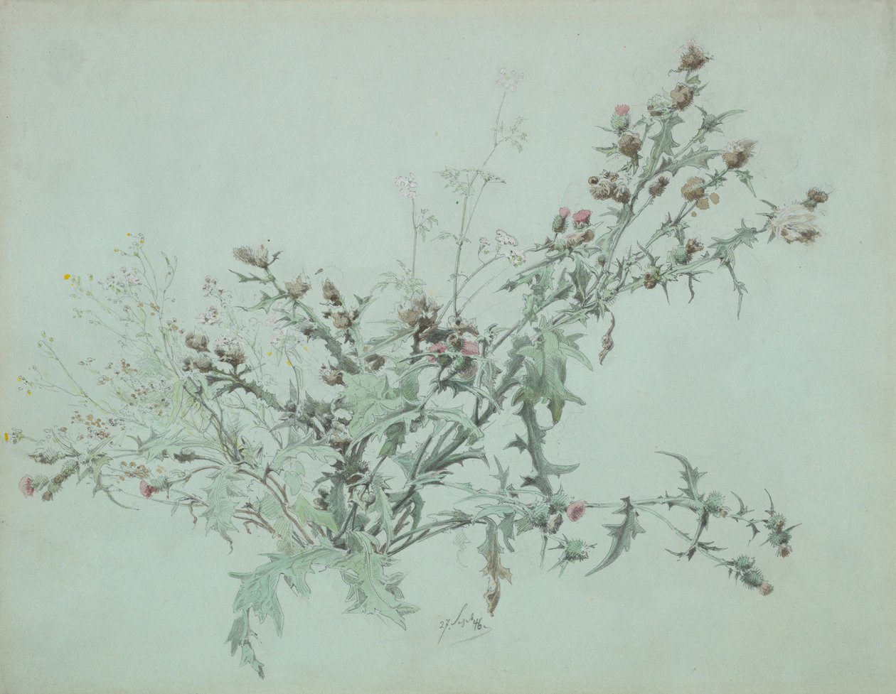 Studio di un cardo in fiore, 1846 da Carl Georg Anton Graeb