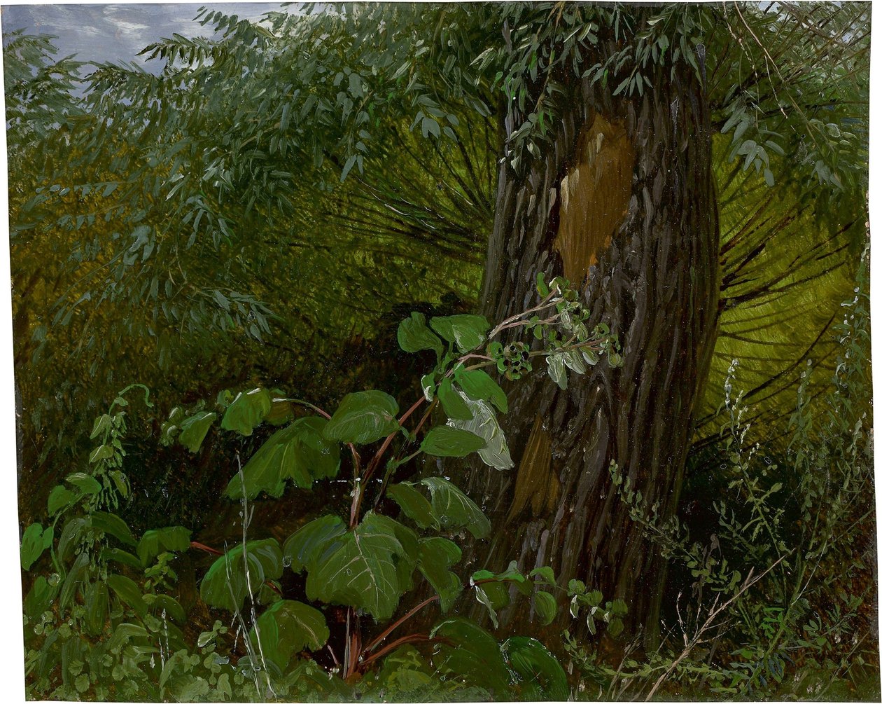 Tronco di salice con sottobosco da Carl Gustav Carus