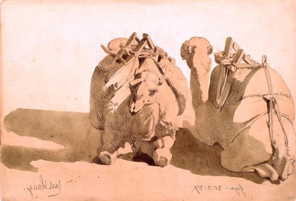 Studio di cammelli da Carl Haag