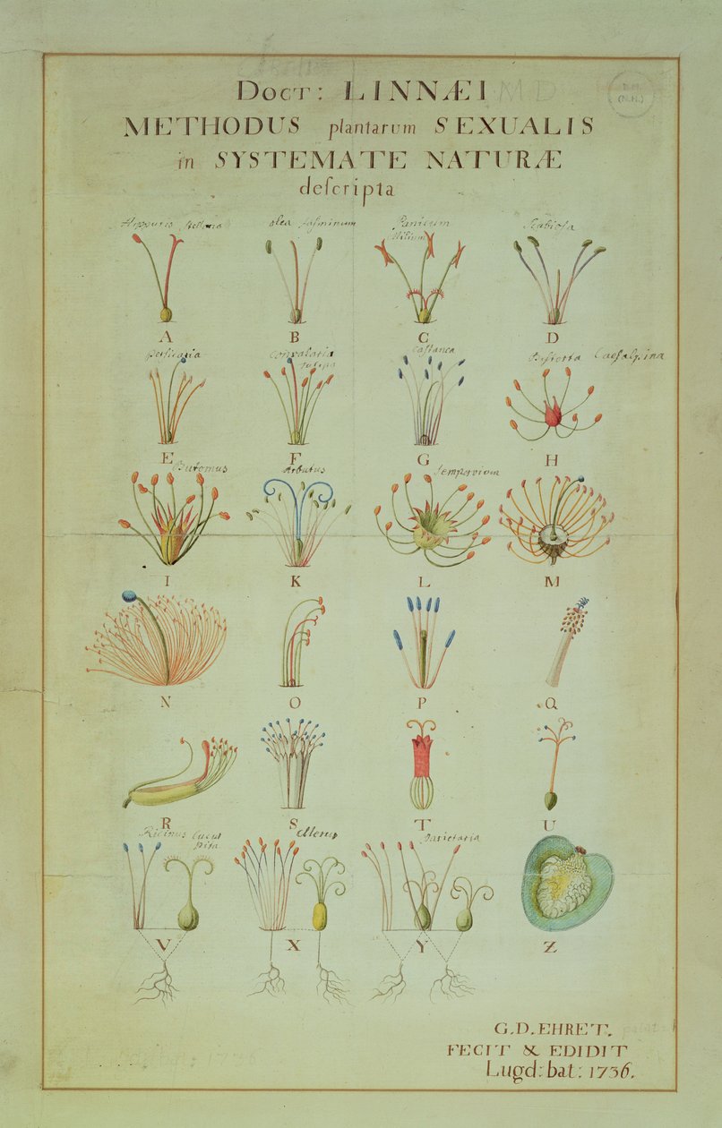 Illustrazione del sistema sessuale delle piante Linnean (incisione a colori) da Carl Linnaeus