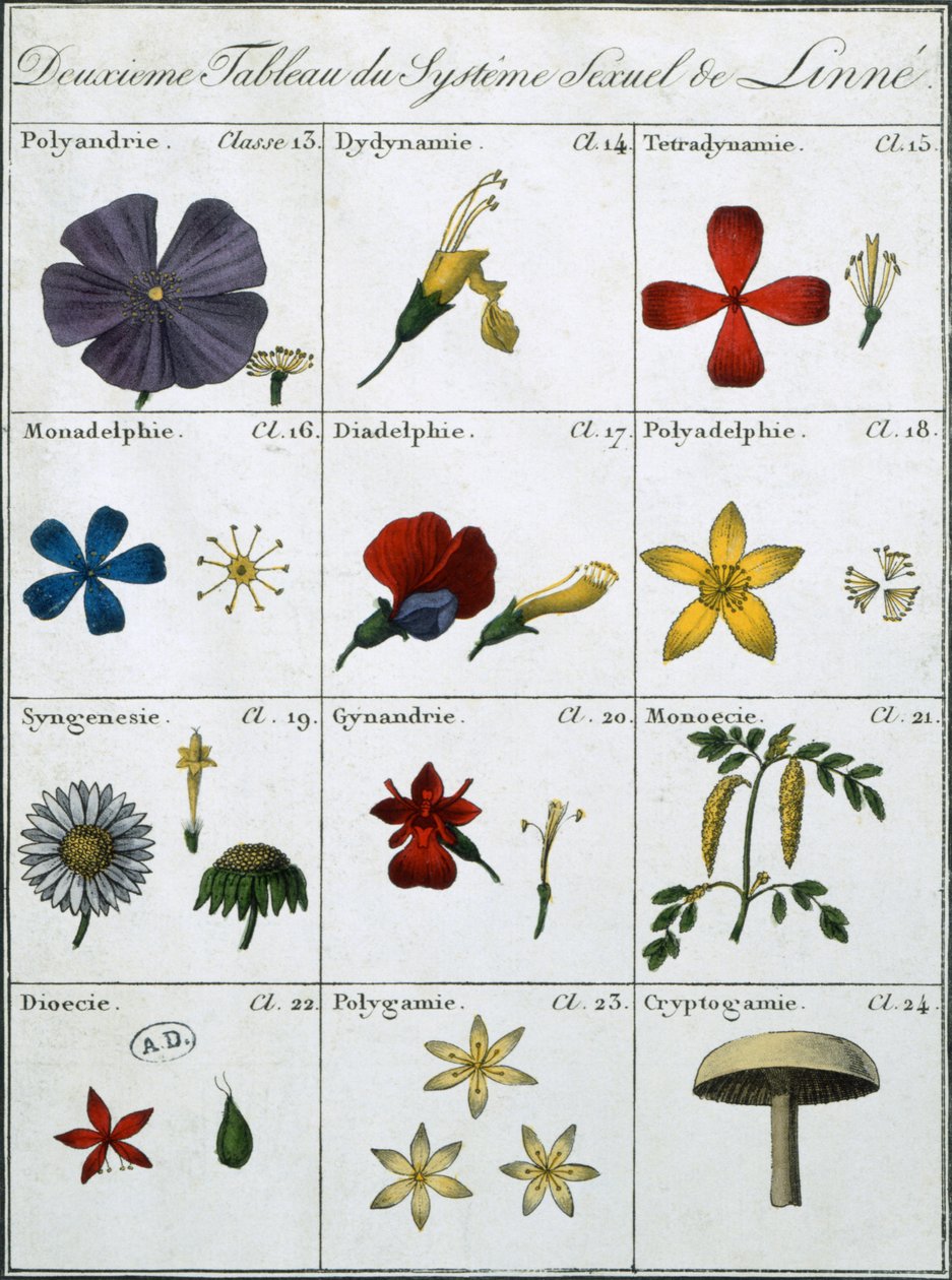 Seconda tavola del sistema sessuale delle piante di Linneo da Carl Linnaeus