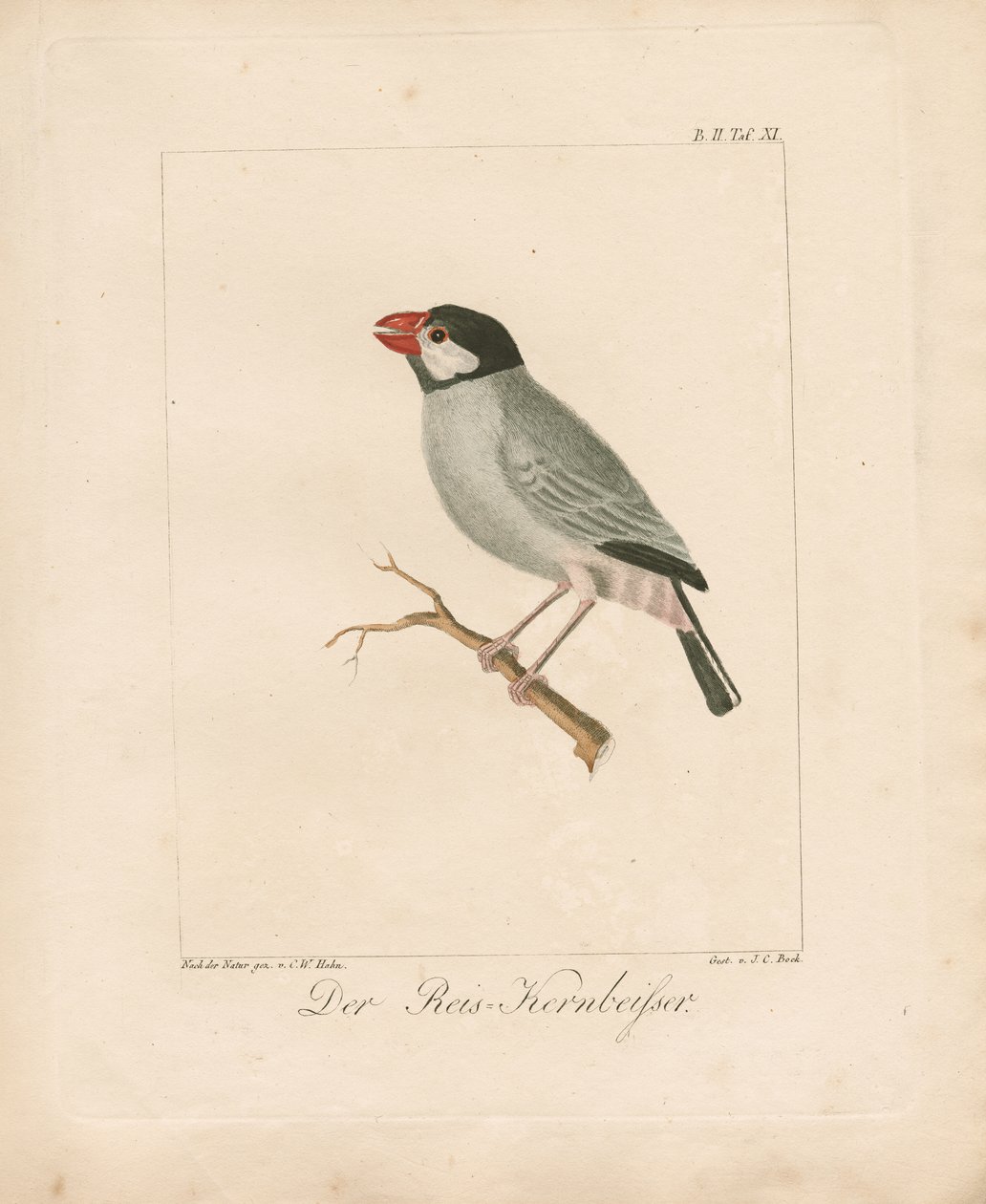 Il fringuello del riso di Giava (litografia colorata a mano) da Carl Wilhelm Hahn