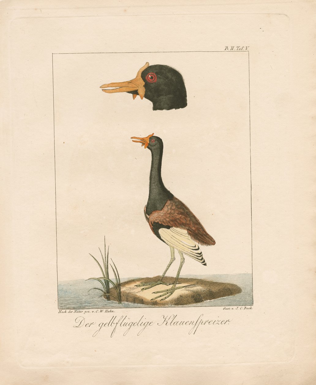  da Carl Wilhelm Hahn
