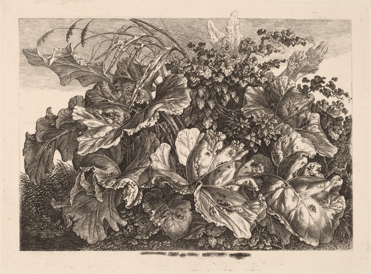 Studio di fogliame con canna e luppolo da Carl Wilhelm Kolbe