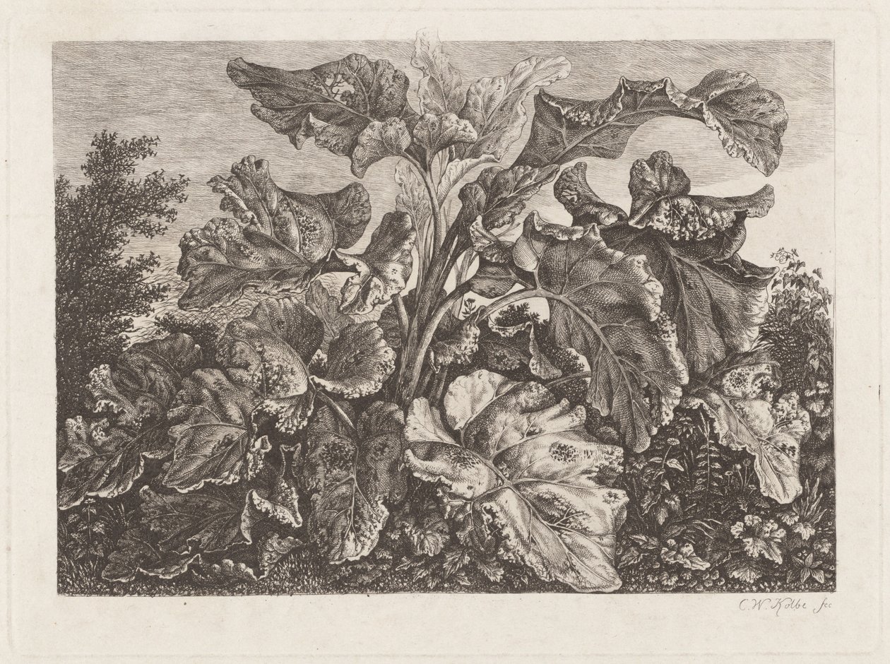 Studio di Pianta con Bardana da Carl Wilhelm Kolbe