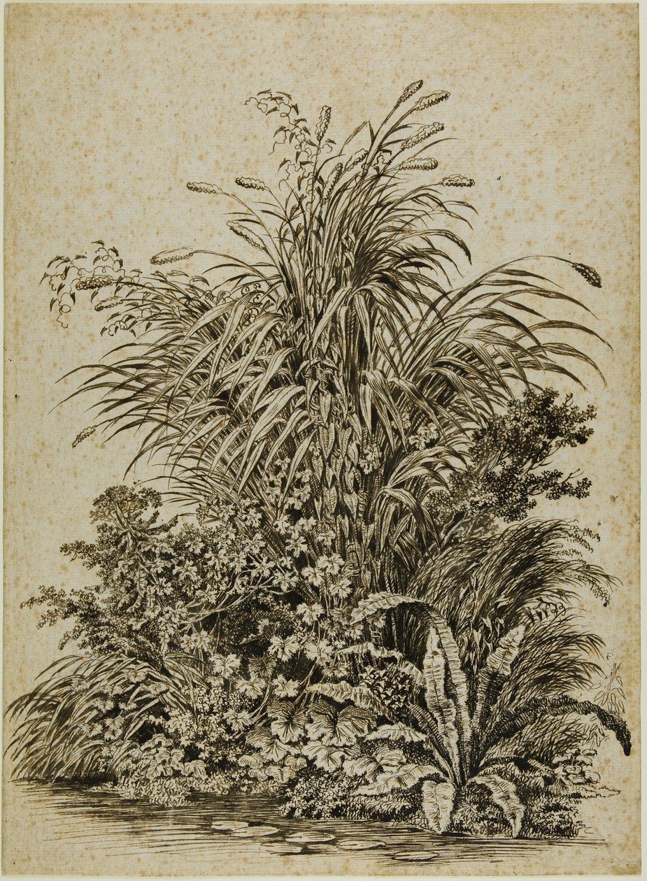 Piante in riva al mare da Carl Wilhelm Kolbe the elder