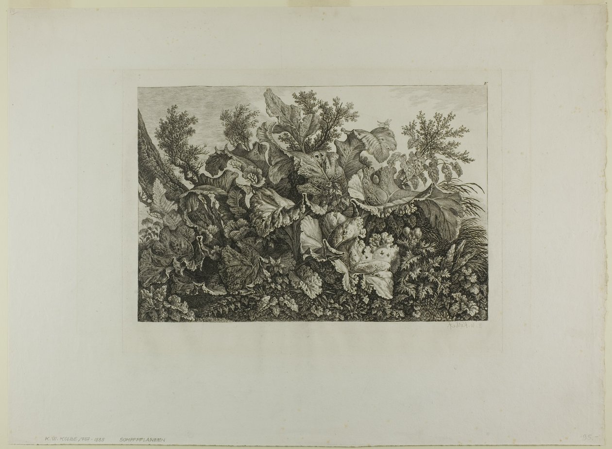 Piante di palude da Carl Wilhelm Kolbe, the elder