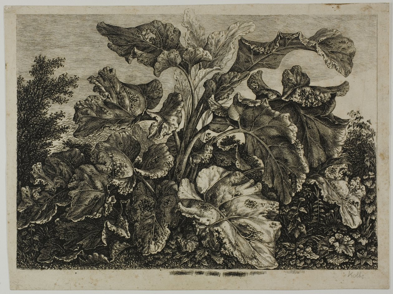Foglio di verdure da Carl Wilhelm Kolbe, the elder