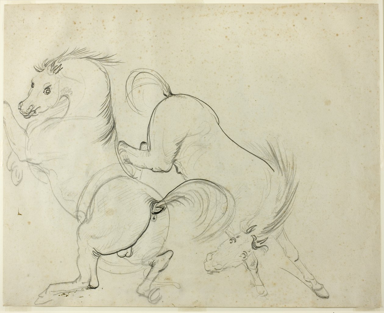 Due Cavalli che Giocano (recto); Uomo su un Cavallo che Calcia (verso) da Carle Vernet