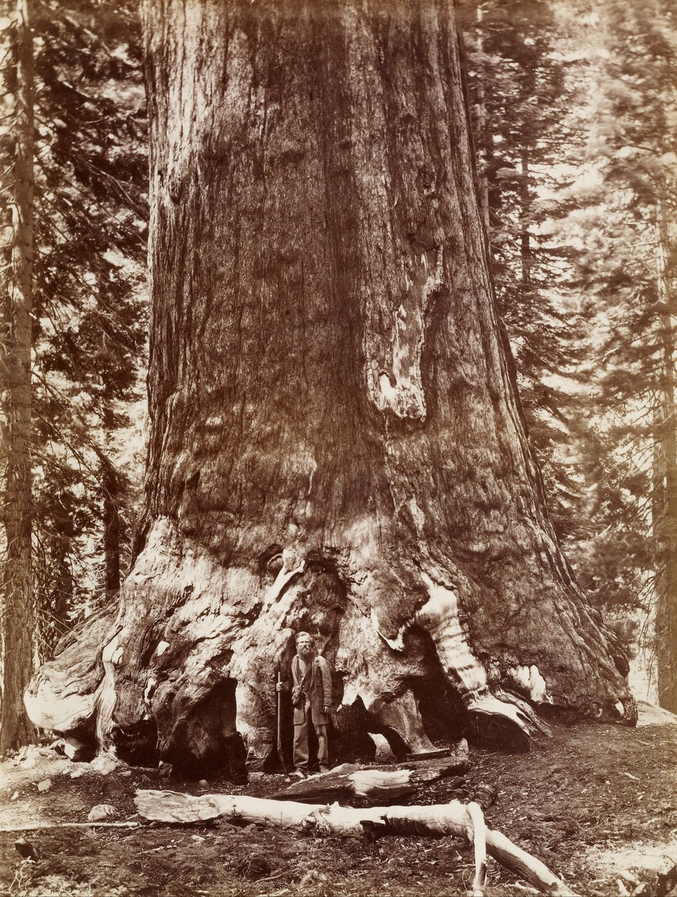 (Grizzly Giant, diametro 33 piedi, Mariposa Grove) da Carleton E. Watkins