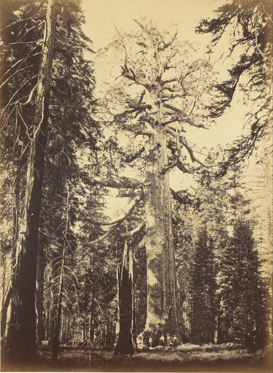 Sequoia Gigantea da Carleton E. Watkins