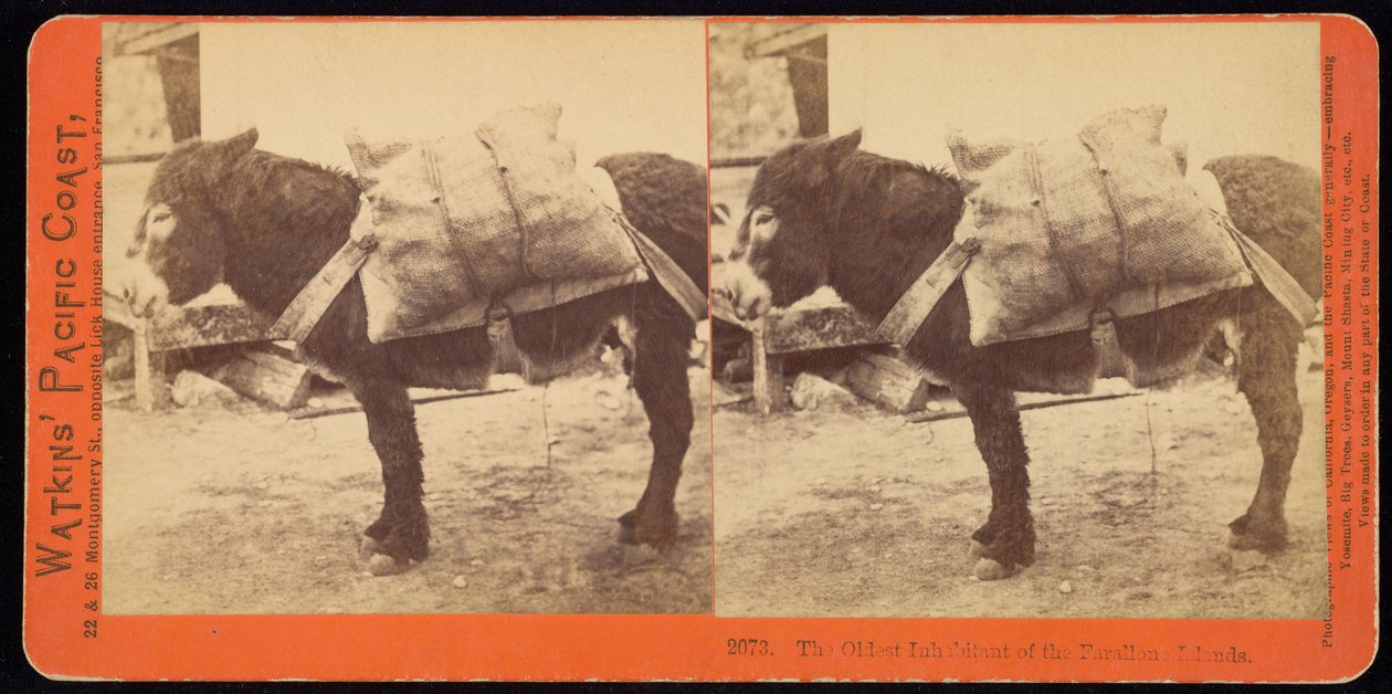 Il Più Vecchio Abitante delle Isole Farallone da Carleton E. Watkins