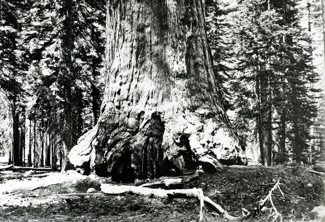 Base del Grizzly Giant, c.1860s da Carleton E. Watkins