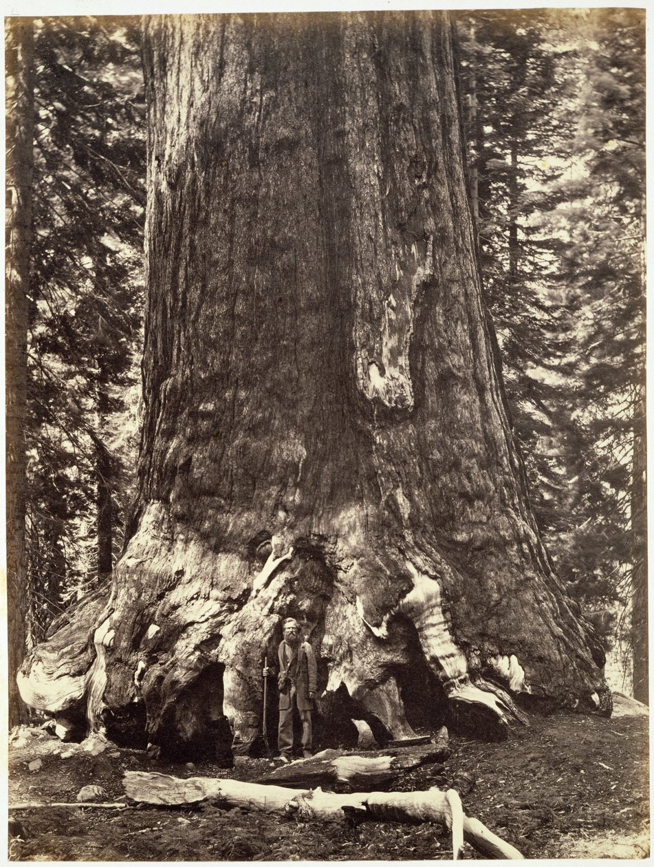 Base del Grizzly Giant, da The Yosemite Book: A Description of the Yosemite Valley and the Adjacent Region of the Sierra Nevada, and of the Big Trees of California, di Josiah Dwight Whitney da Carleton E. Watkins