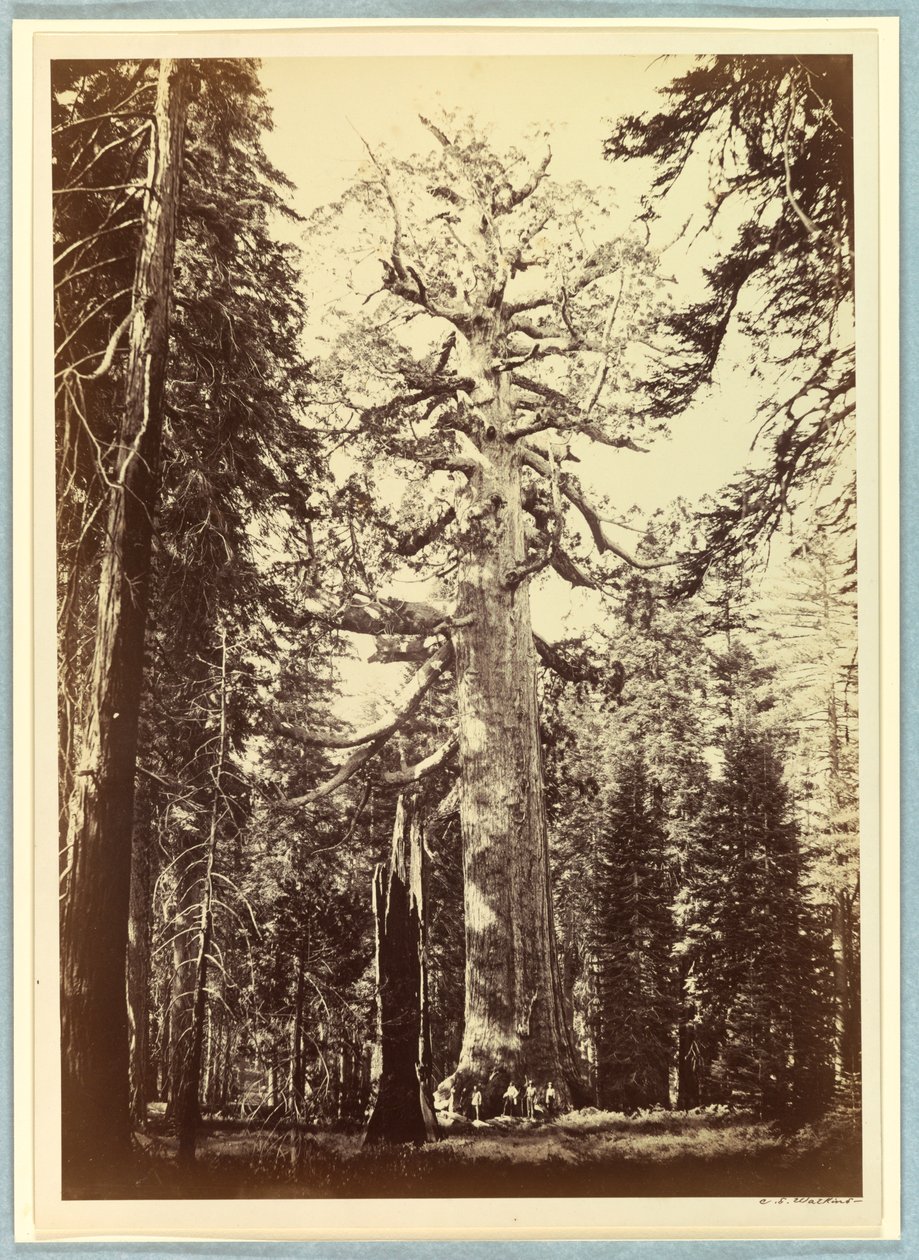 Il gigante grizzly, Mariposa Grove, Yosemite da Carleton E. Watkins