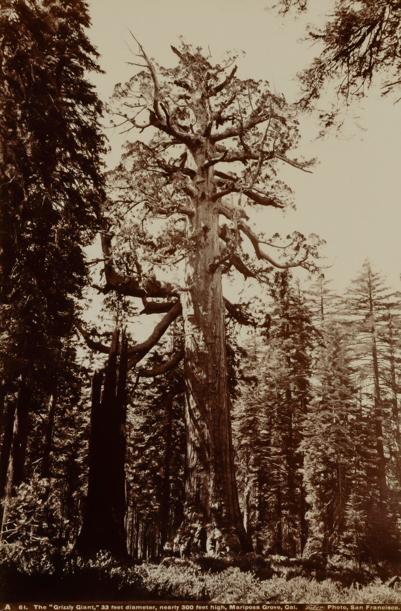 Il gigante Grizzly, Mariposa Grove, Yosemite, California da Carleton E. Watkins