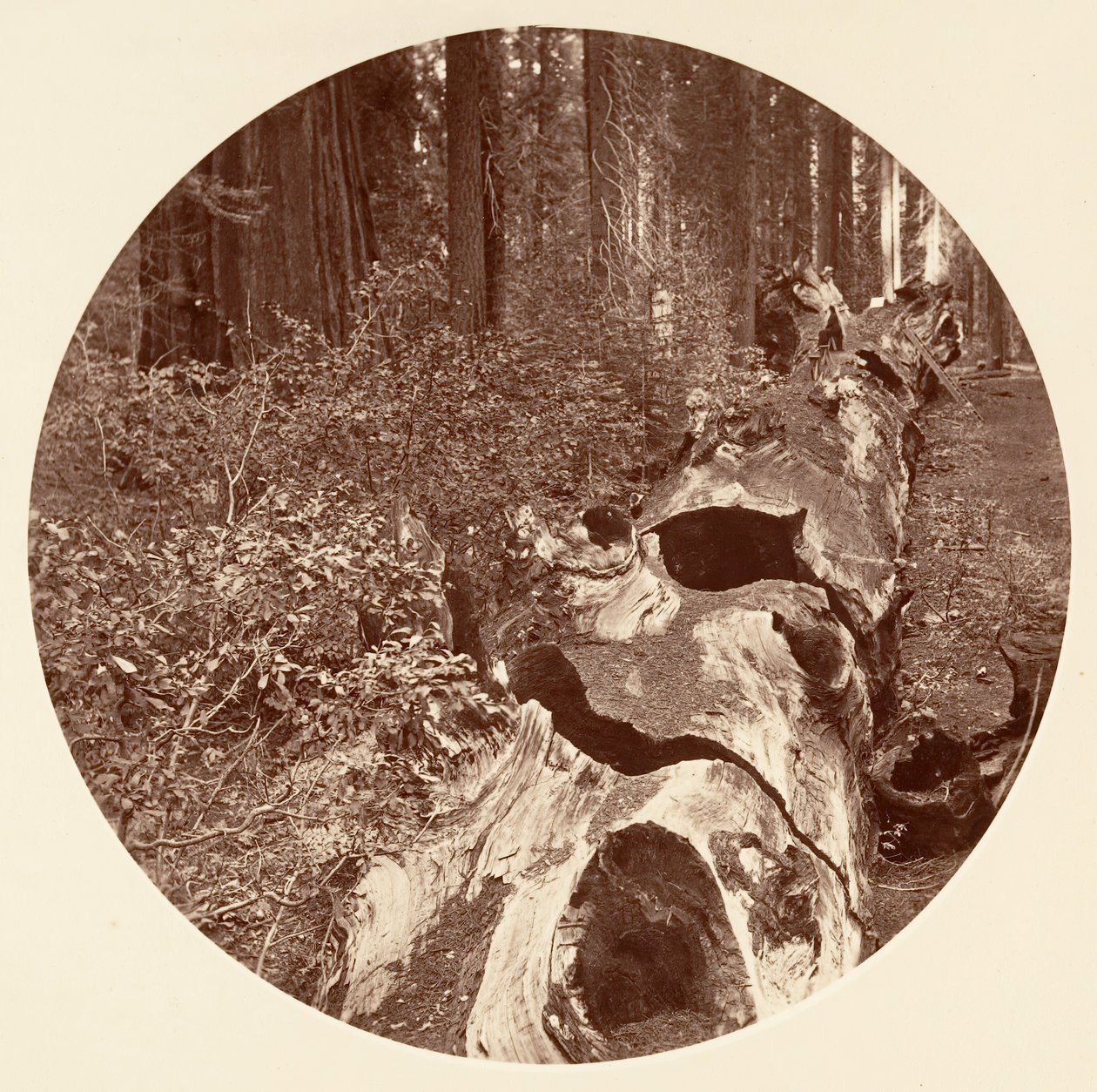 Auld Reckie da Carleton Emmons Watkins