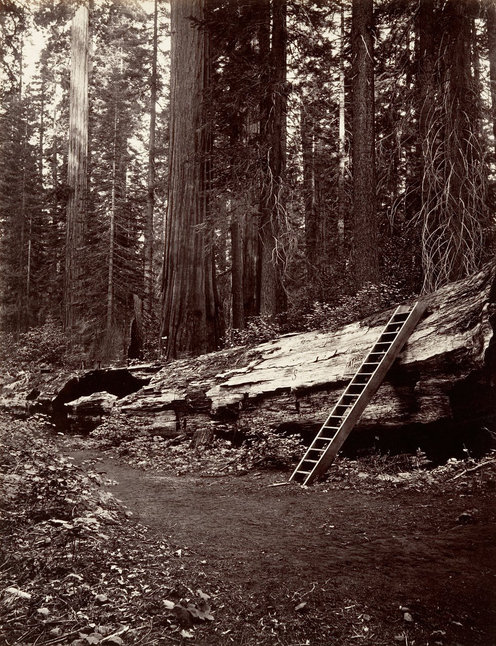 Padre della Foresta, 1865-66, stampato ca. 1876 da Carleton Emmons Watkins