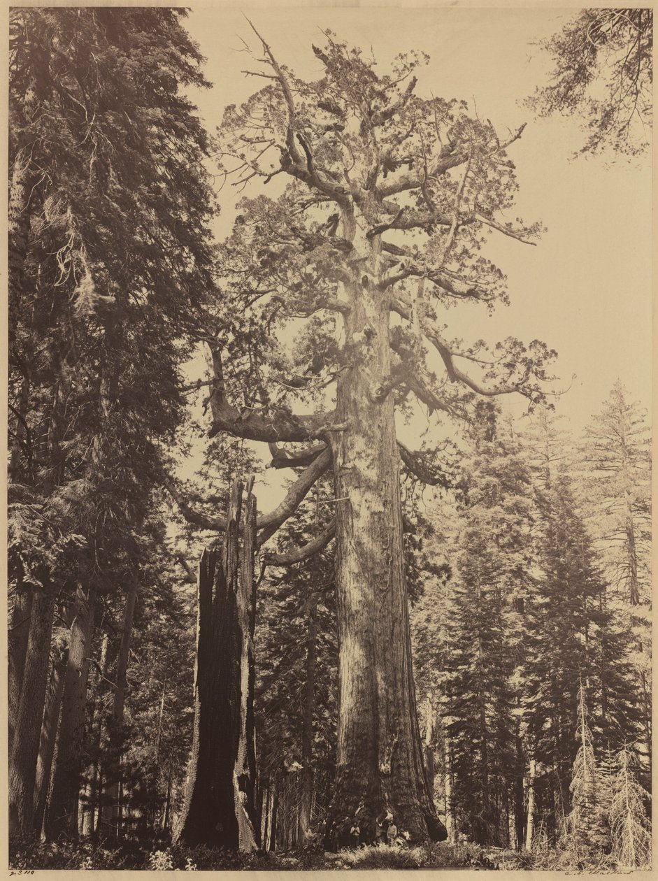 Grizzly Giant, Mariposa Grove,1861 (photo) da Carleton Emmons Watkins