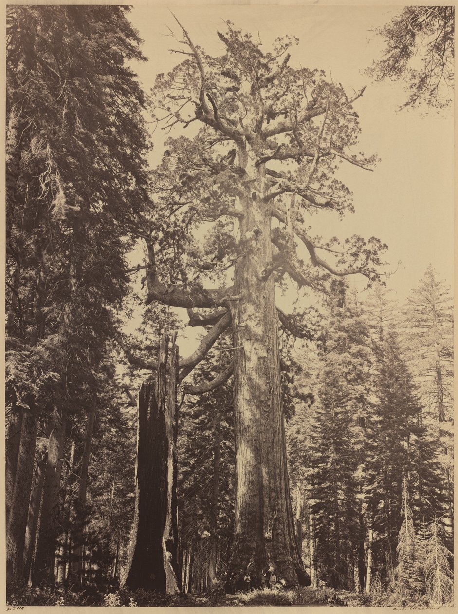 Grizzly Giant, Mariposa Grove, 1861 da Carleton Emmons Watkins