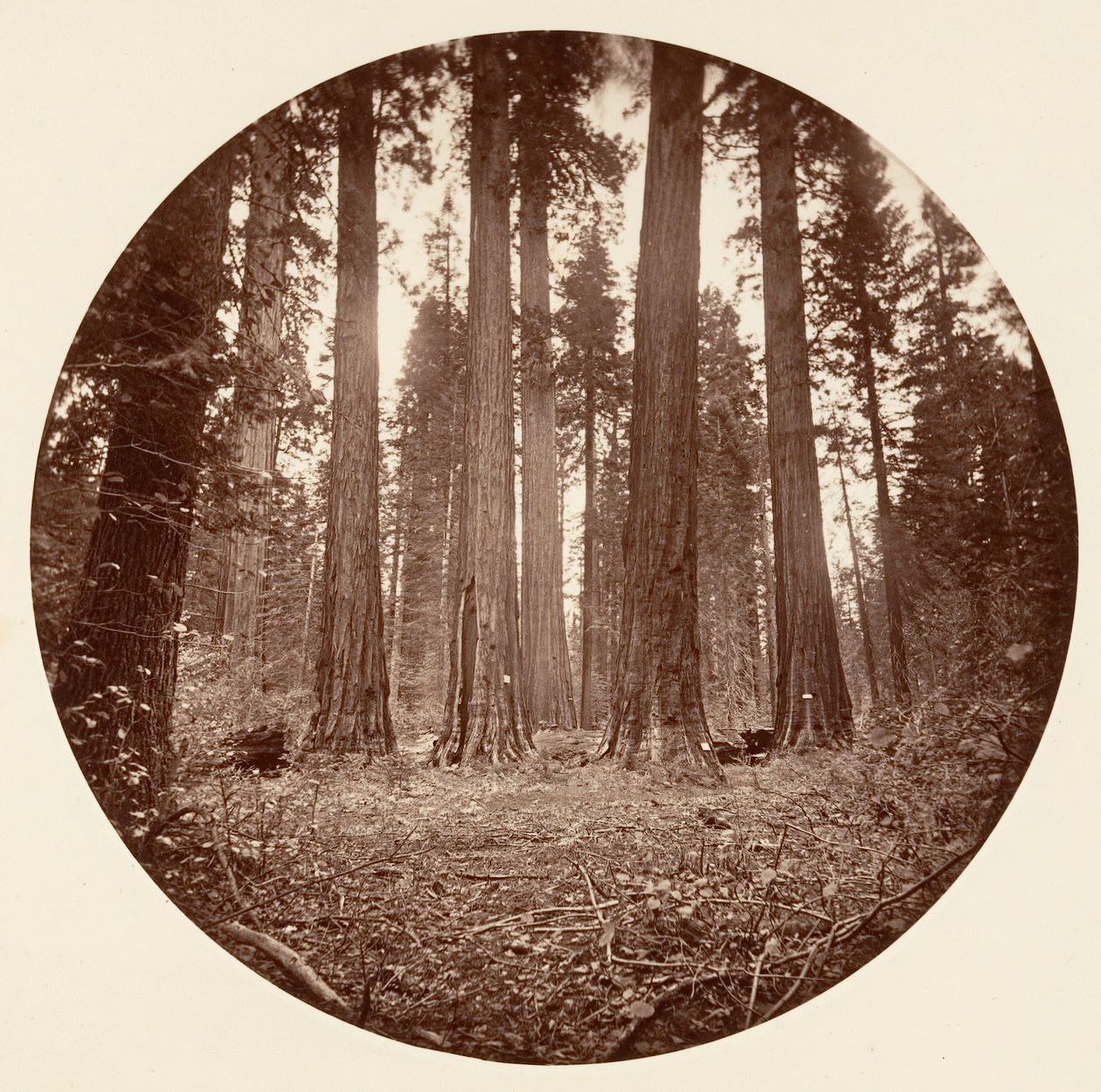 James King of William. Keyston State ecc. Calaveras Grove, ca. 1878 da Carleton Emmons Watkins