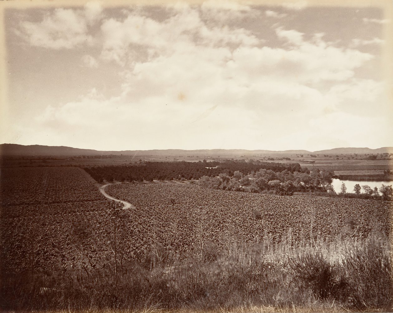 Lago Vineyard e Aranceto, Los Angeles, 1876, stampato ca. 1876 da Carleton Emmons Watkins