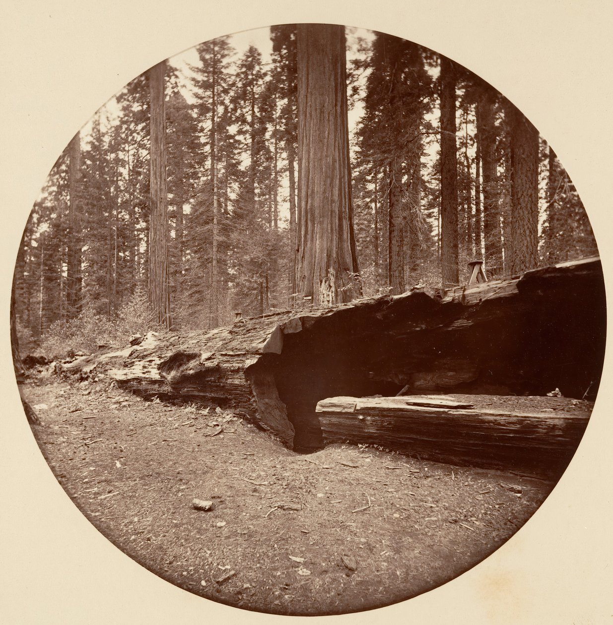 Mammoth Three Grove Hotel, Calaveras Co Cal. da Carleton Emmons Watkins