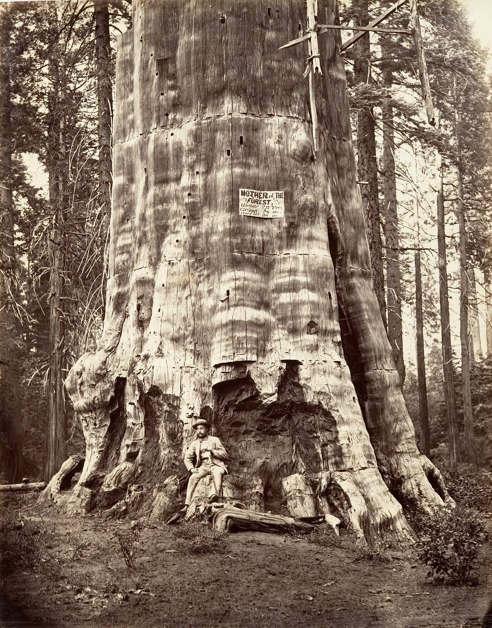 Madre della foresta da Carleton Emmons Watkins
